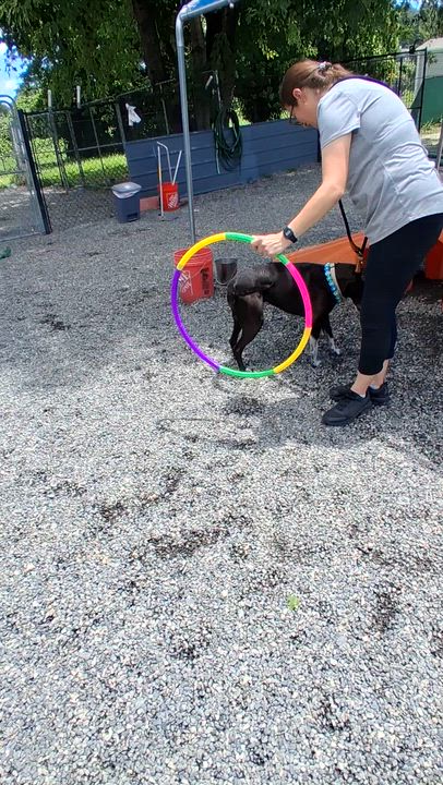 Enlarge SHEEBA, a Adoptable mixed breed in East Flat Rock, NC video 4/6