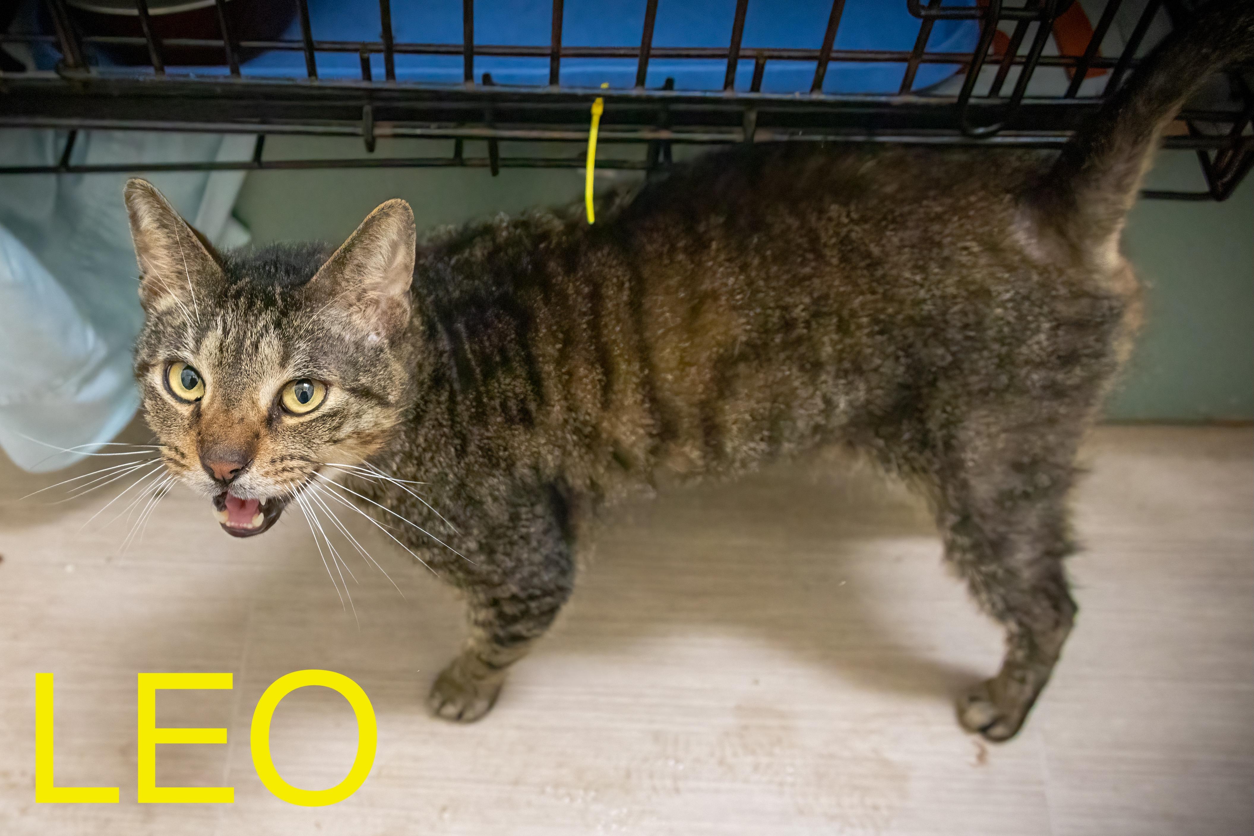 Leo (FCID# 06/26/2025 - 52 Trainer)