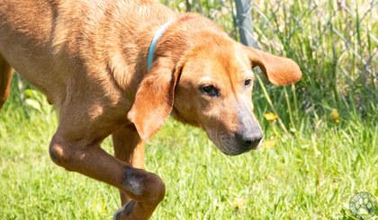 Lucille, Senior Female Redbone Coonhound