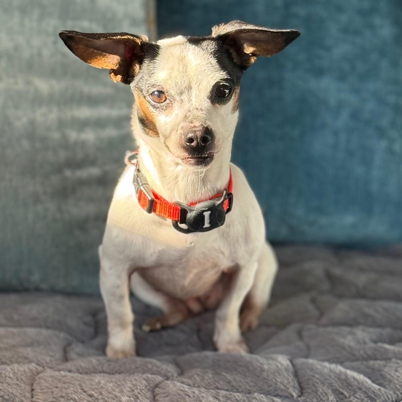 Enlarge Nina, a ADOPTABLE mixed breed in Portland, OR image 5/5