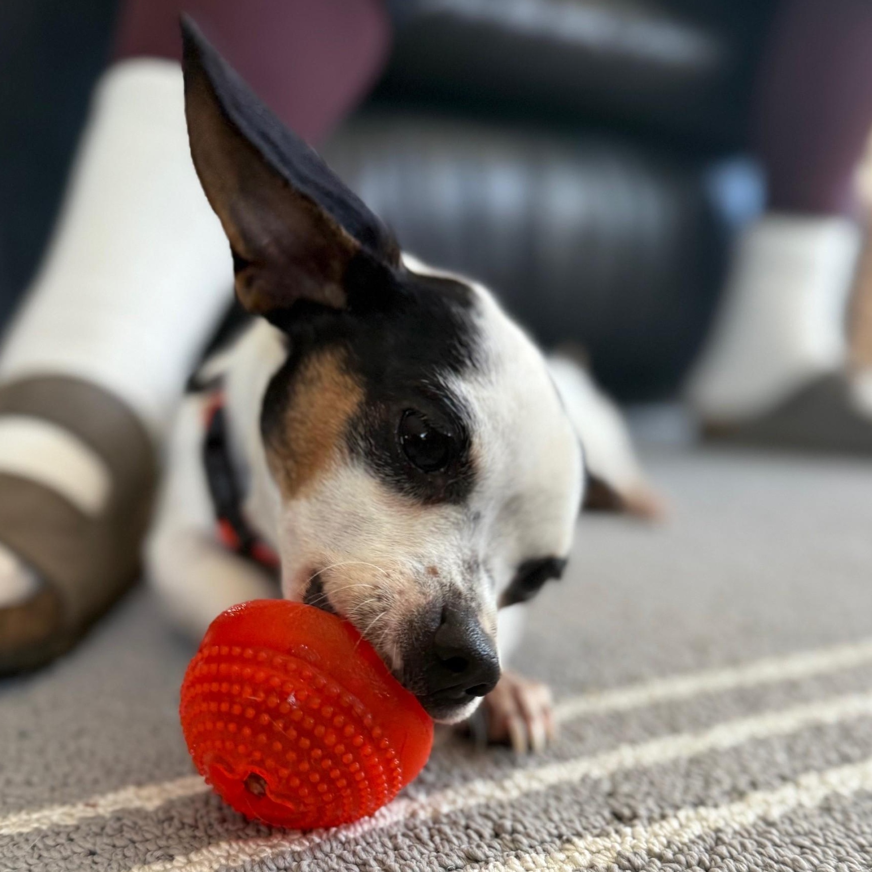Enlarge Nina, a ADOPTABLE mixed breed in Portland, OR image 4/5