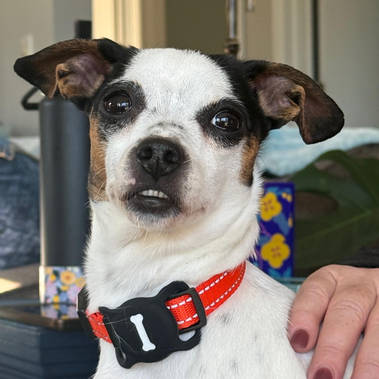 Enlarge Nina, a ADOPTABLE mixed breed in Portland, OR image 1/5