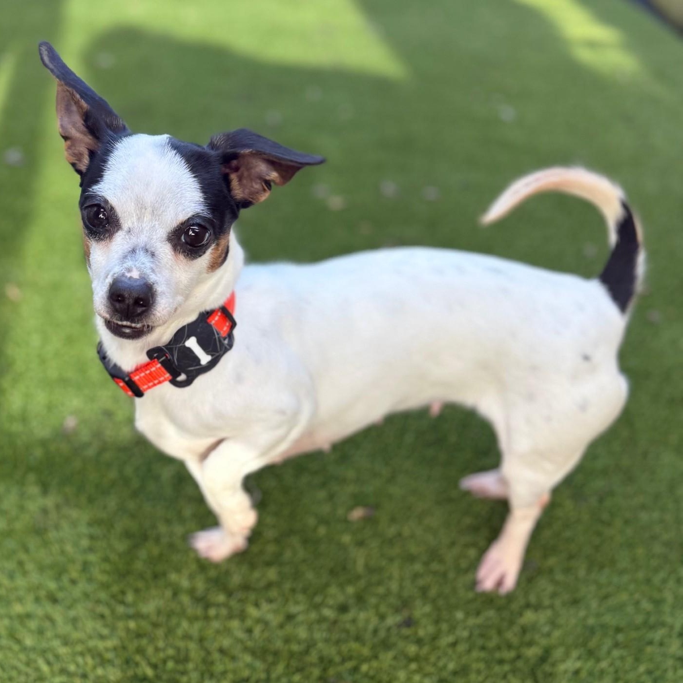 Enlarge Nina, a ADOPTABLE mixed breed in Portland, OR image 3/5