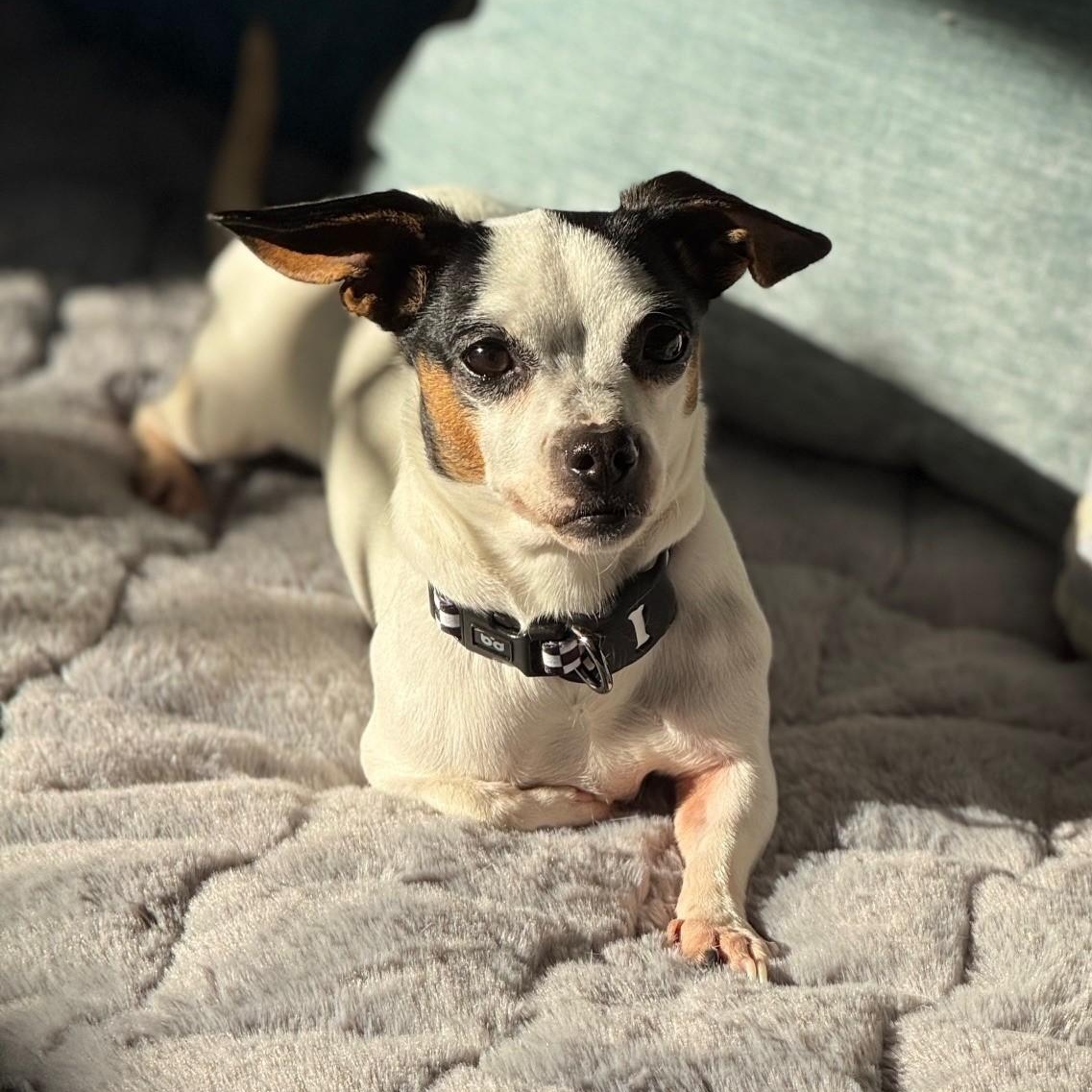 Enlarge Nina, a ADOPTABLE mixed breed in Portland, OR image 2/5