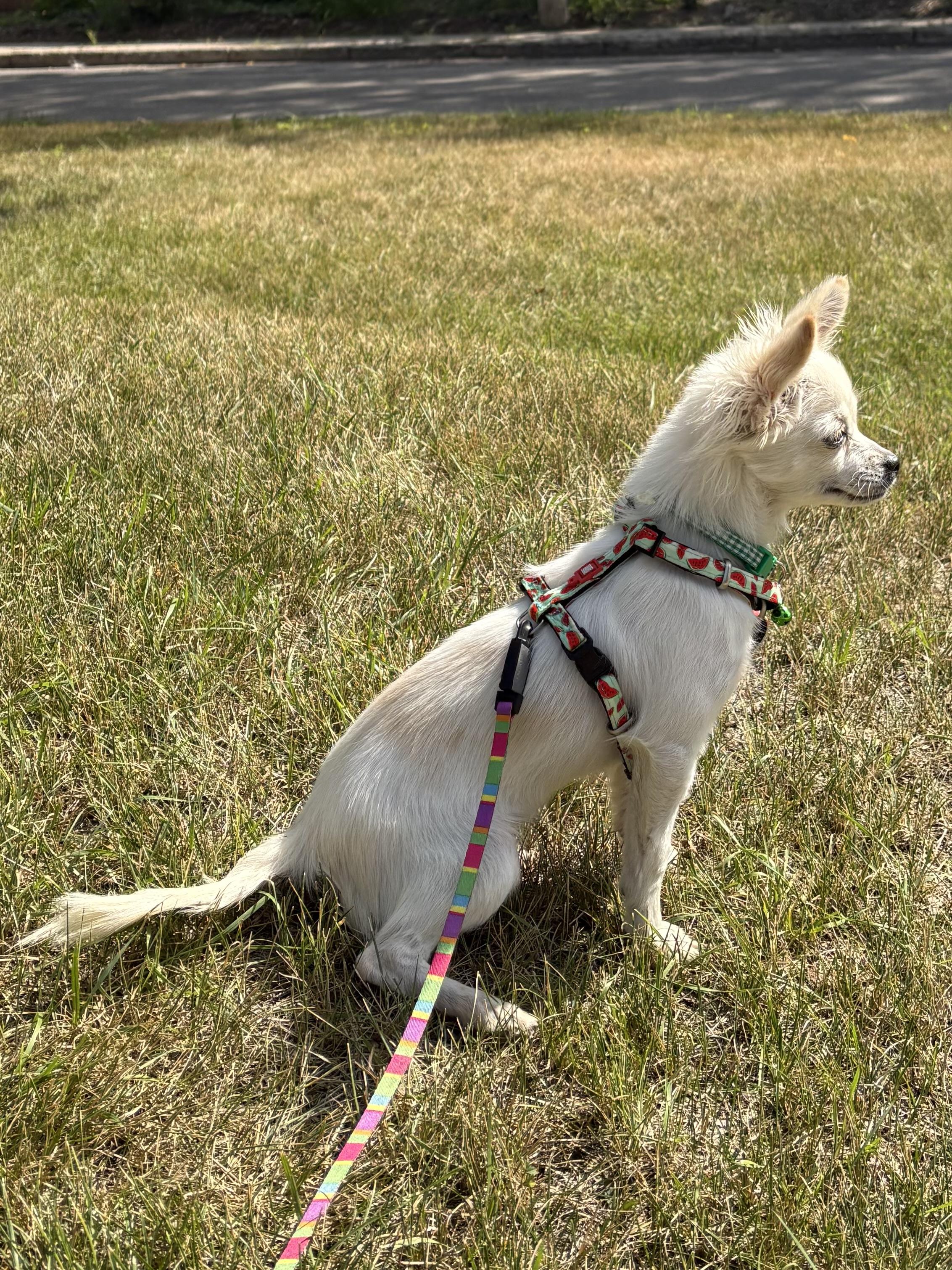 Enlarge Megan, an adopted mixed breed in Saskatoon, SK image 3/4