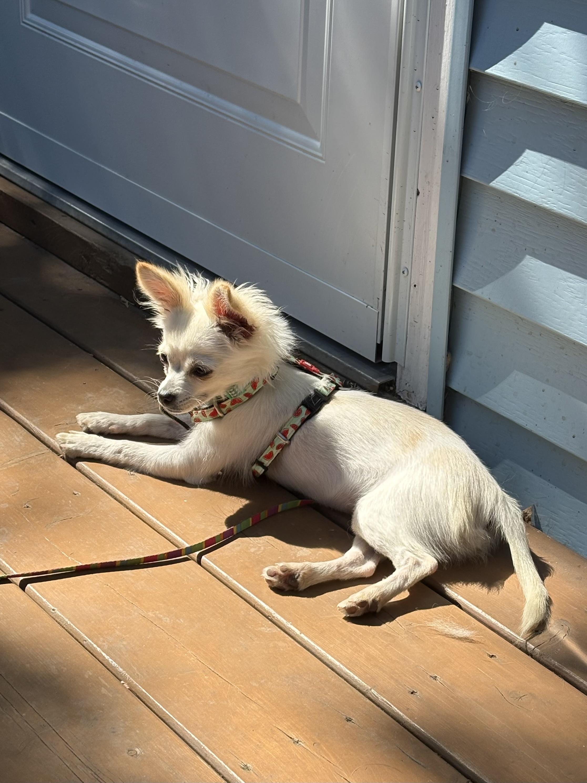 Enlarge Megan, an adopted mixed breed in Saskatoon, SK image 4/4