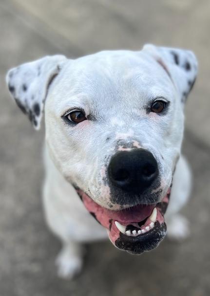 Binka, Adoptable, Adult Female American Bulldog.