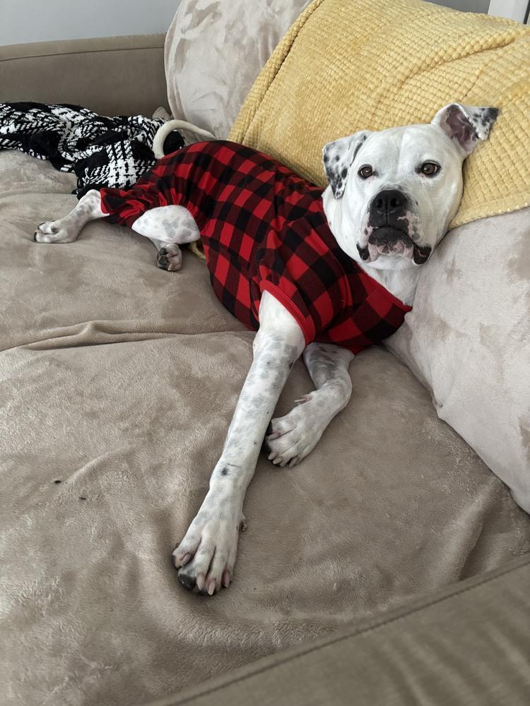 Enlarge Binka, a Adoptable American Bulldog in Wake Forest, NC image 1/6