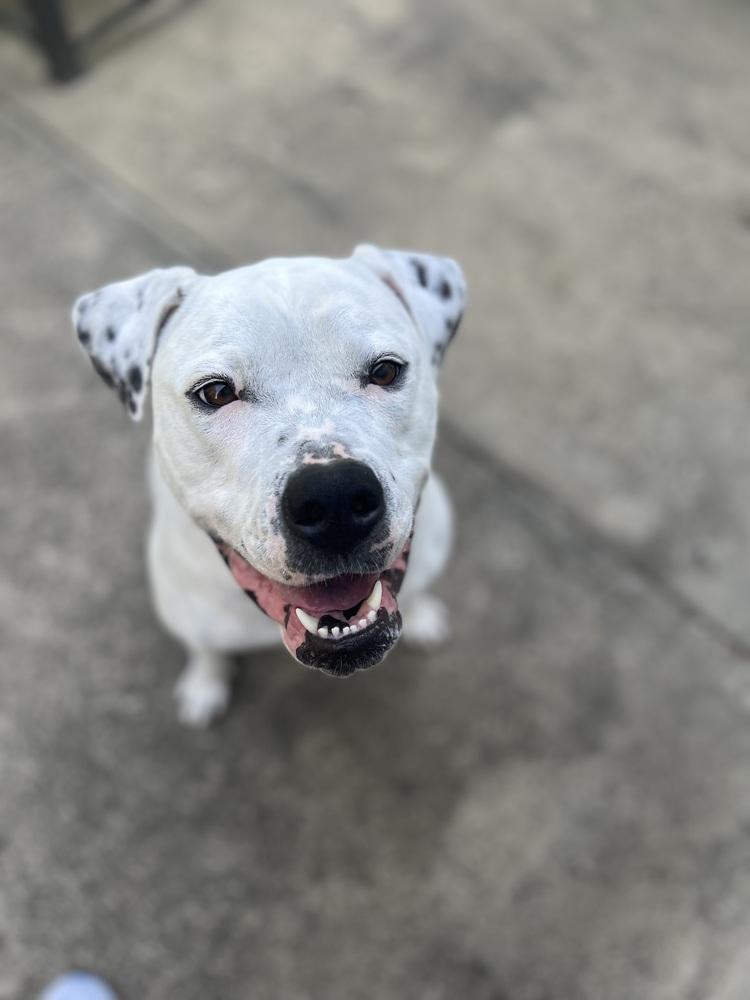 Enlarge Binka, a Adoptable American Bulldog in Wake Forest, NC image 2/6