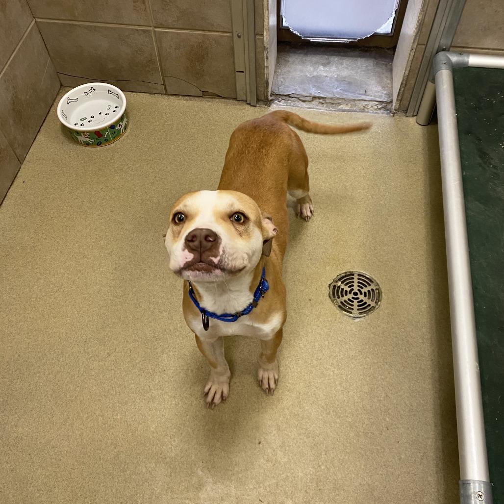 Enlarge Ford, a Adoptable Mixed Breed in Burlington, ON image 1/1