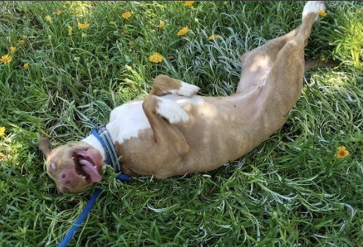 Enlarge Dakota, a Adoptable mixed breed in Sacramento, CA image 6/6