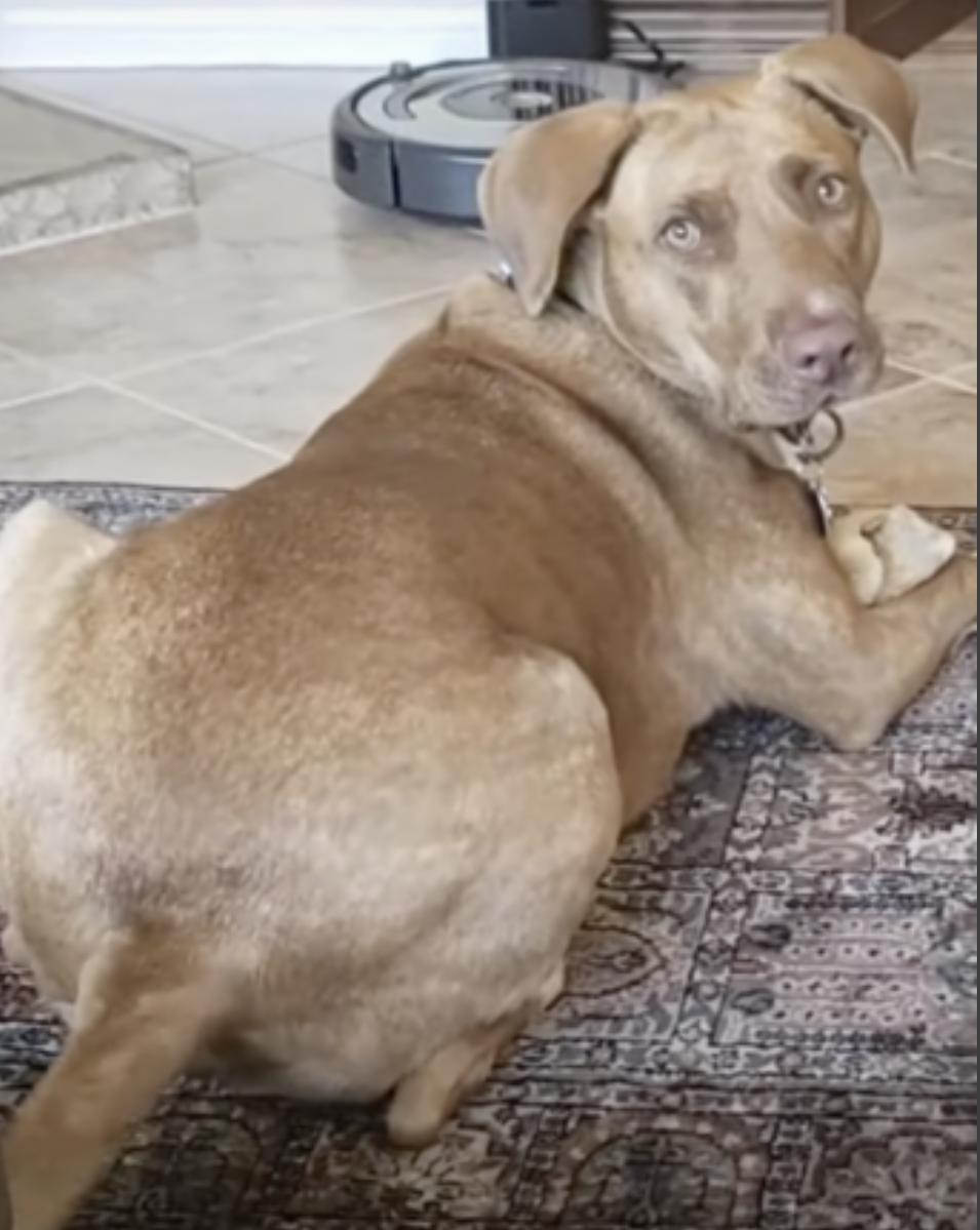 Enlarge Dakota, a Adoptable mixed breed in Sacramento, CA image 3/6