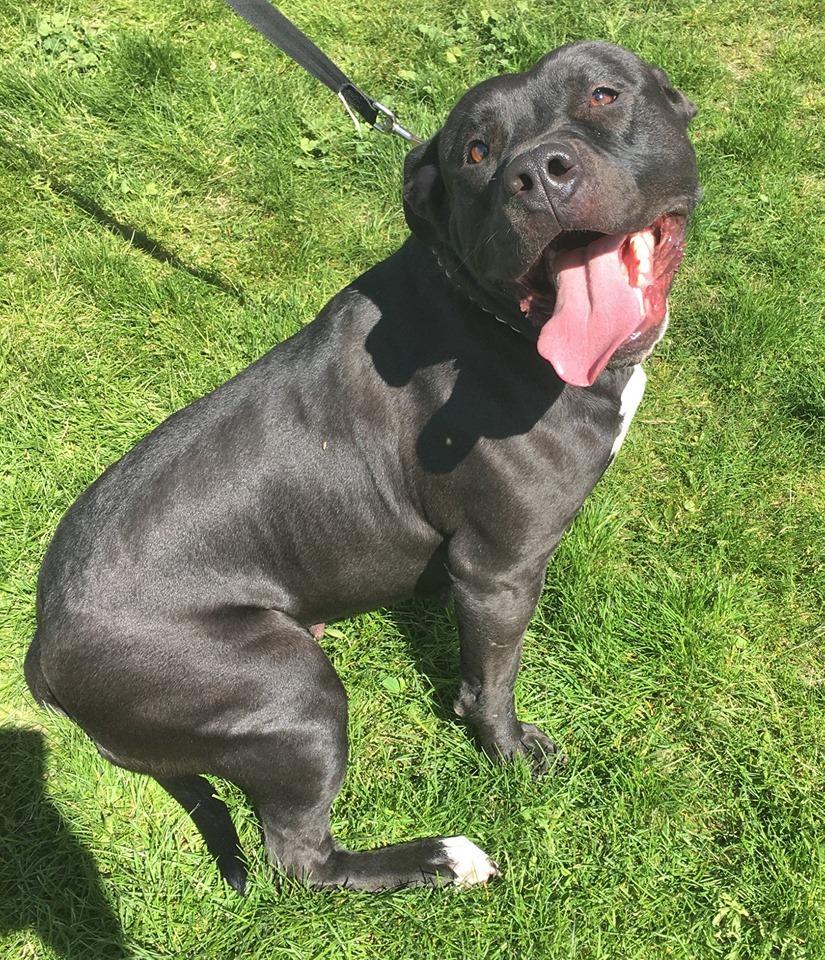 Enlarge Paris, a Adoptable American Staffordshire Terrier in Grantsville, UT image 1/5