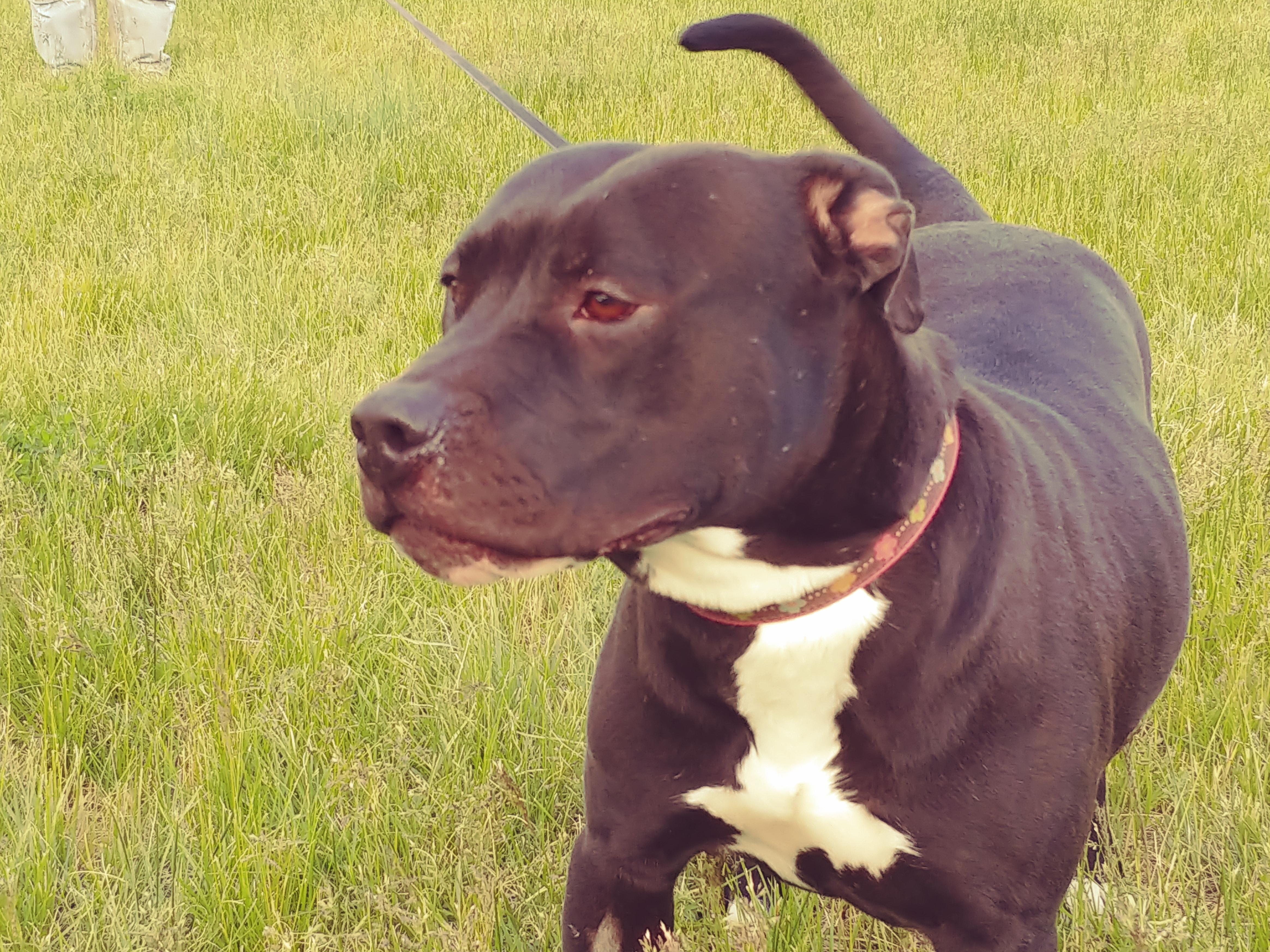 Enlarge Paris, a Adoptable American Staffordshire Terrier in Grantsville, UT image 2/5
