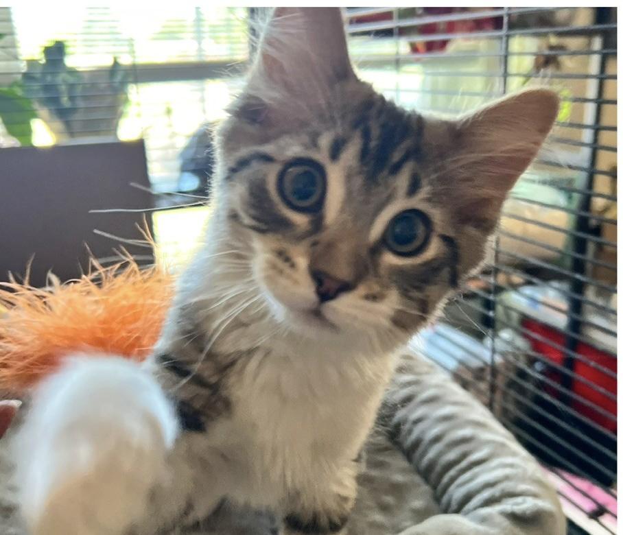 Tater and Tot, an adoption pending Domestic Short Hair in Salt Lake City, UT image 2/5