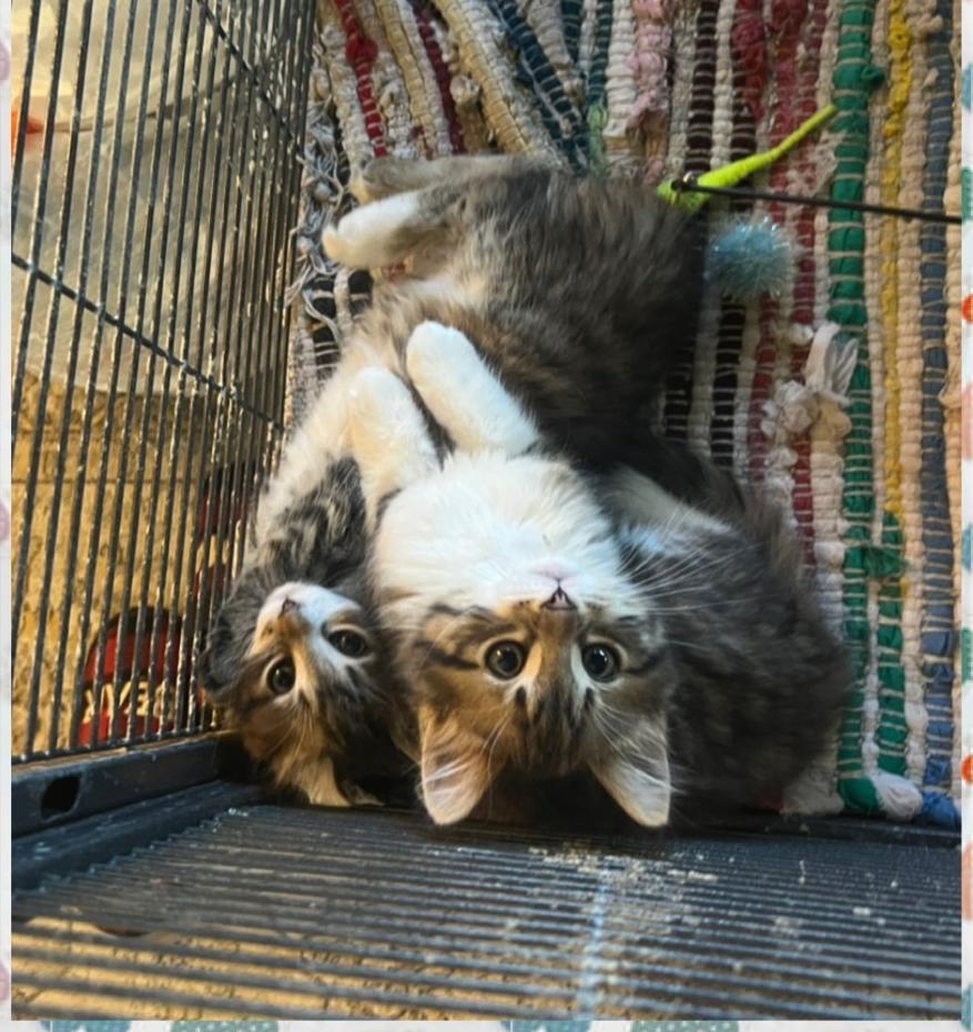Tater and Tot, an adoption pending Domestic Short Hair in Salt Lake City, UT image 5/5