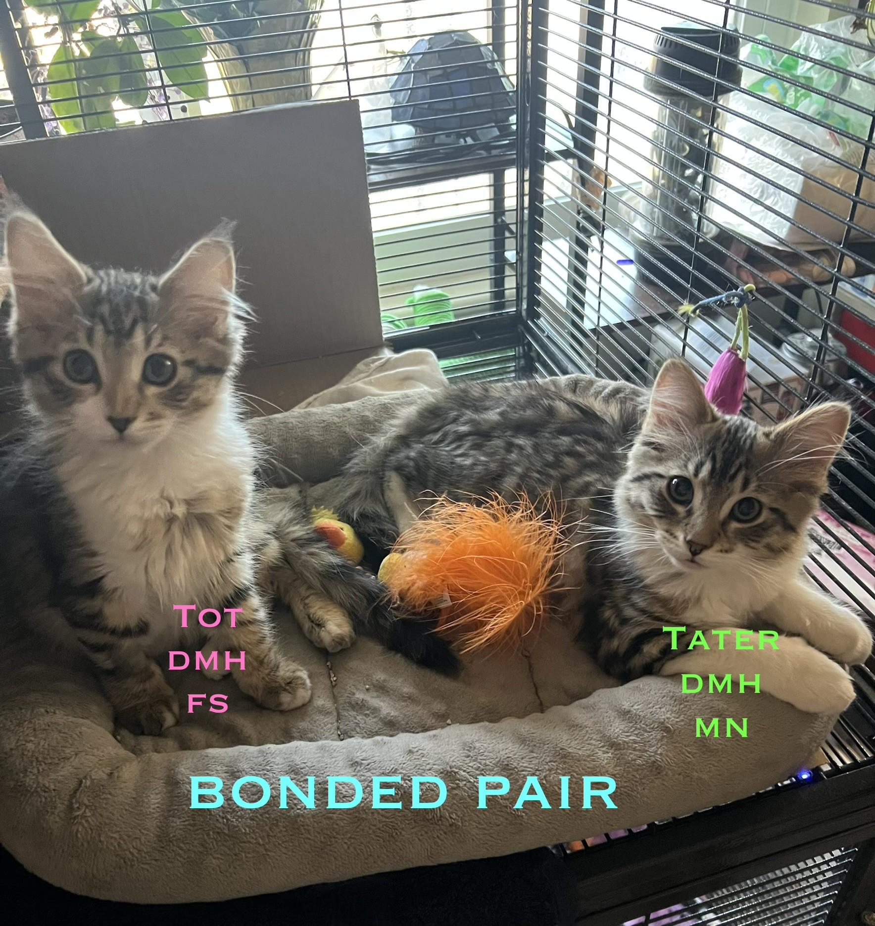 Tater and Tot, an adoption pending Domestic Short Hair in Salt Lake City, UT image 4/5