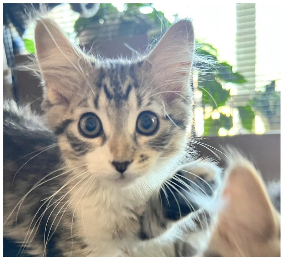 Tater and Tot, an adoption pending Domestic Short Hair in Salt Lake City, UT image 3/5