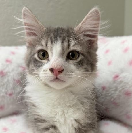 Grogu (MT), adopted, Kitten Male Tabby & Siamese.