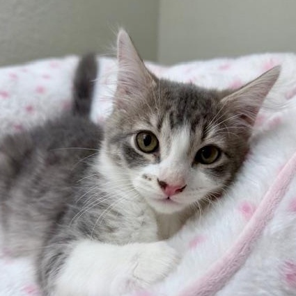 Enlarge Grogu (MT), an adopted mixed breed in Encino, CA image 4/6