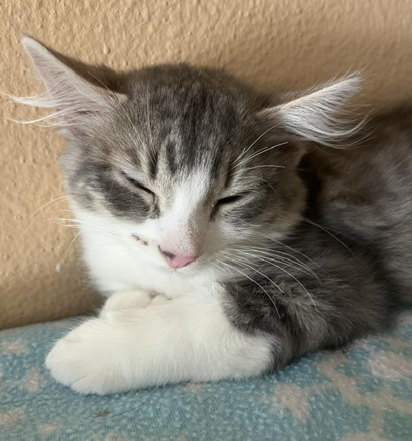 Enlarge Grogu (MT), an adopted mixed breed in Encino, CA image 3/6