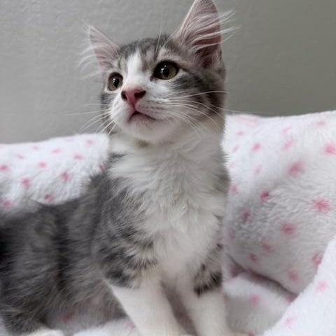 Enlarge Grogu (MT), an adopted mixed breed in Encino, CA image 6/6
