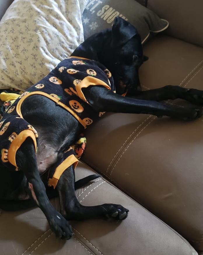 Enlarge Jax, a Adopted mixed breed in Houston, TX image 1/4