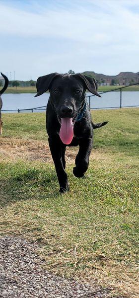 Enlarge Jax, a Adopted mixed breed in Houston, TX image 2/4