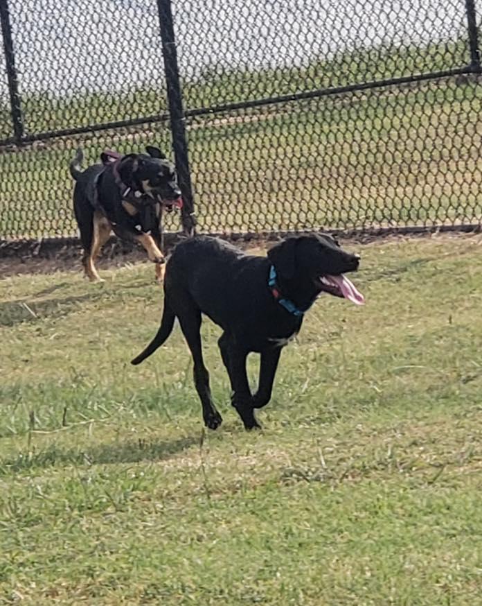 Enlarge Jax, a Adopted mixed breed in Houston, TX image 3/4