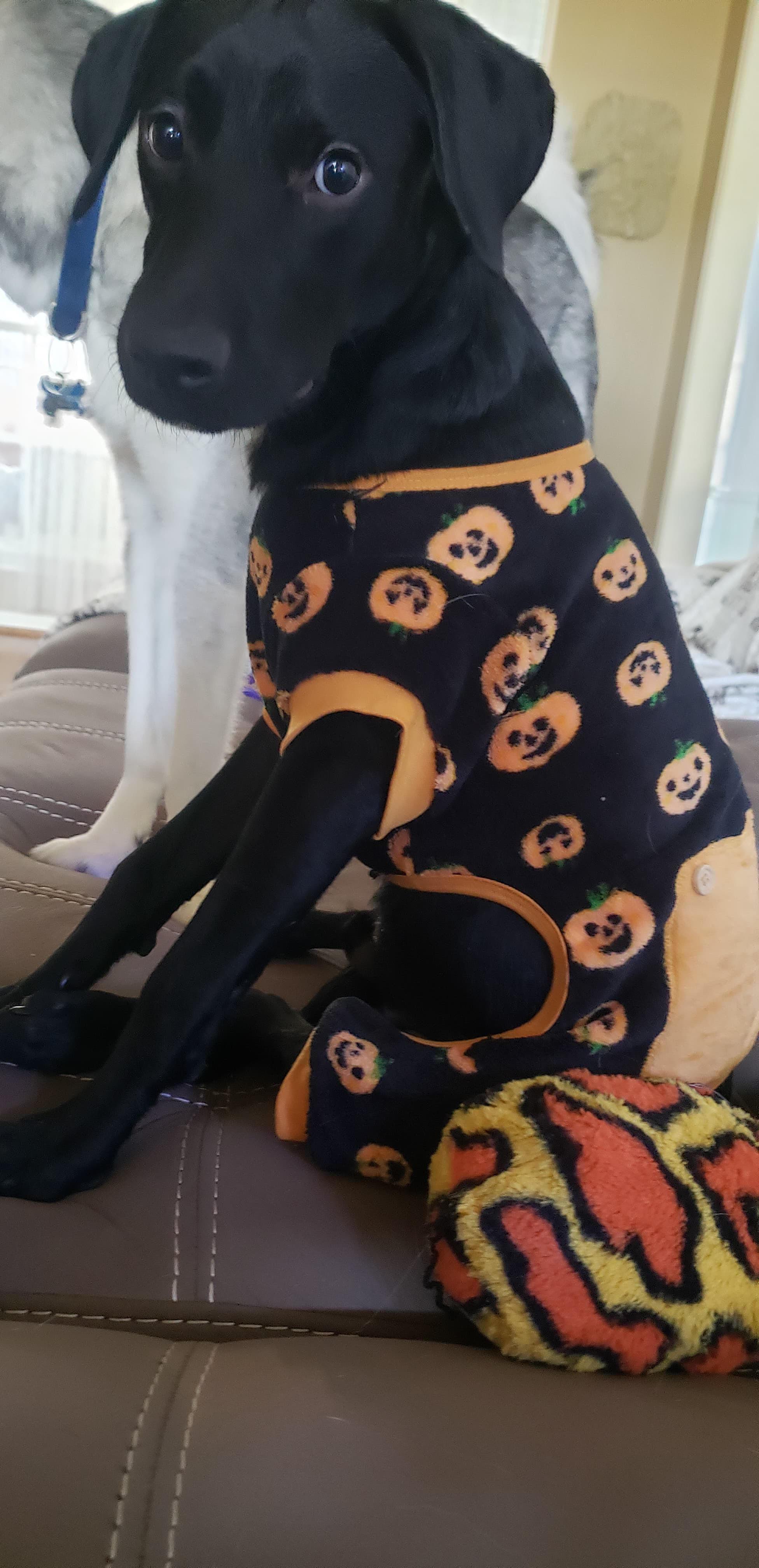 Jax, Adopted, Adult Male Labrador Retriever.