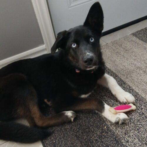 Eden, a Adoptable mixed breed in Hawkestone, ON image 4/6