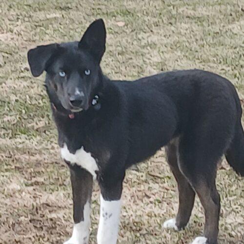 Eden, a Adoptable mixed breed in Hawkestone, ON image 6/6
