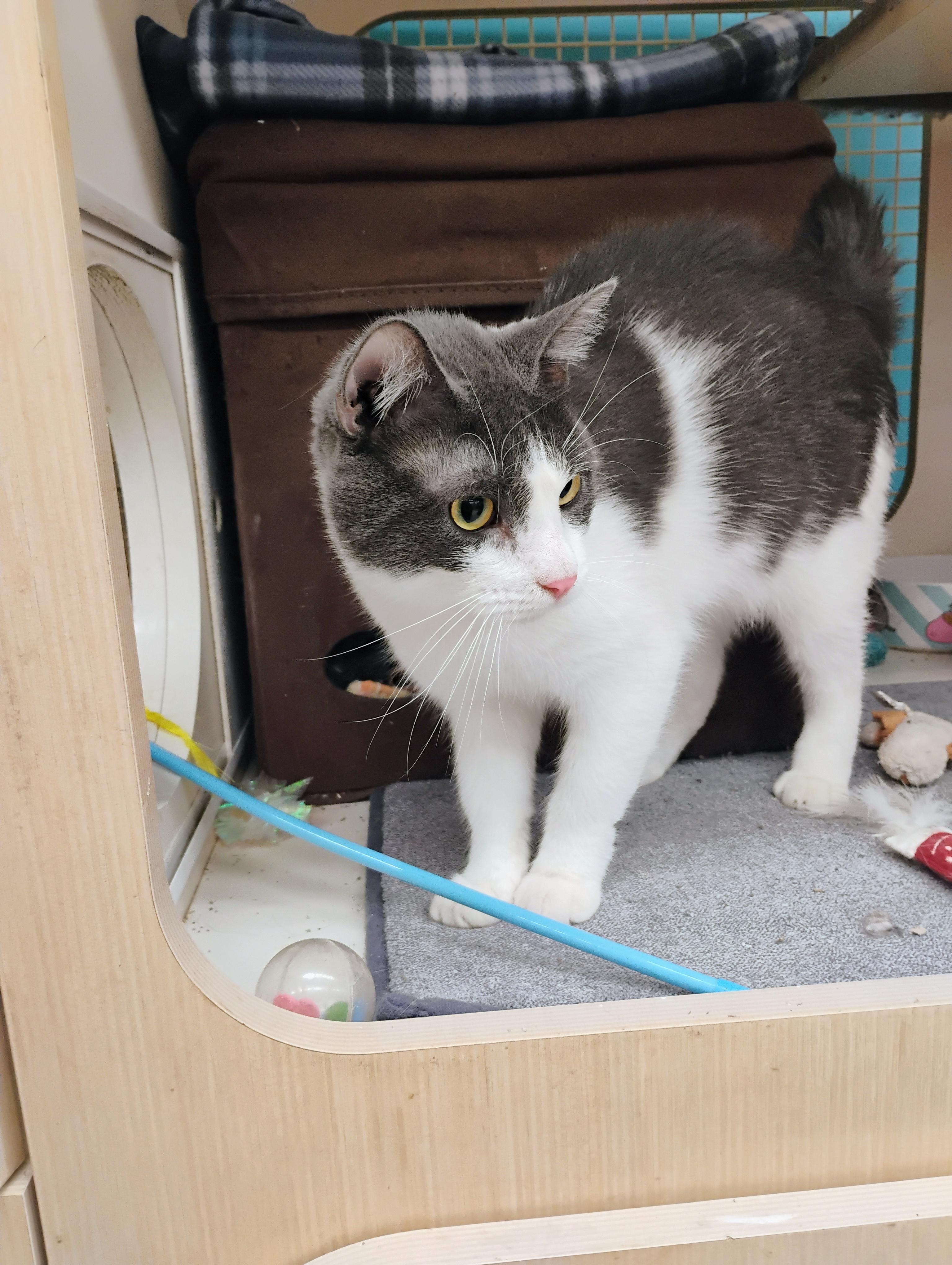 Rocky, Adopted, Adult Male Domestic Short Hair.