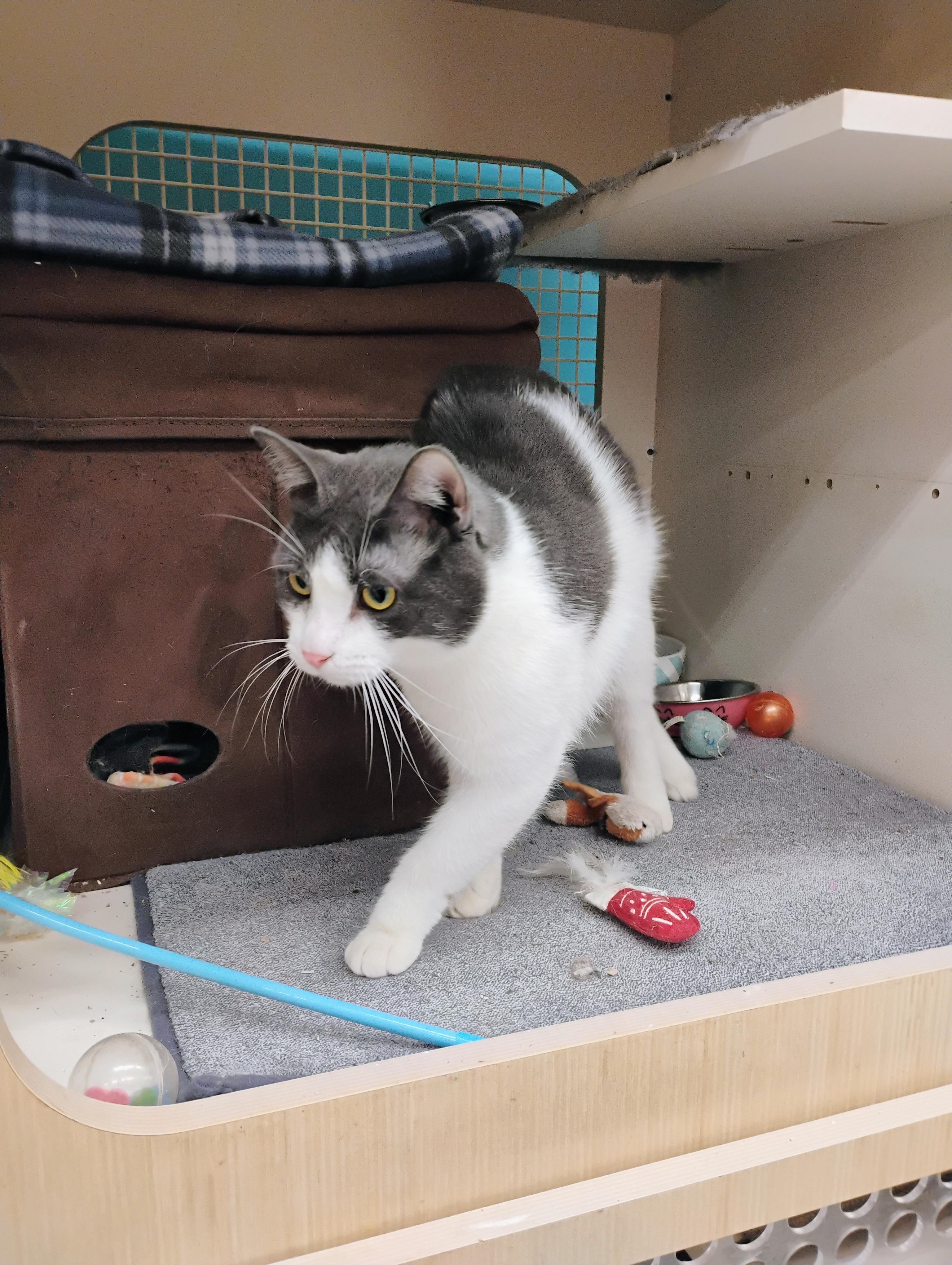 Enlarge Rocky, a Adopted mixed breed in St Peters, MO image 4/5