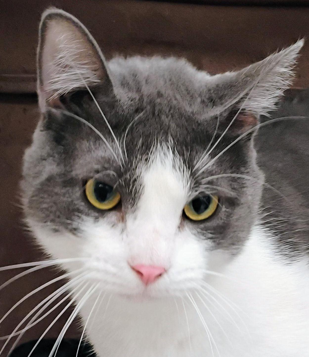 Enlarge Rocky, a Adopted mixed breed in St Peters, MO image 1/5