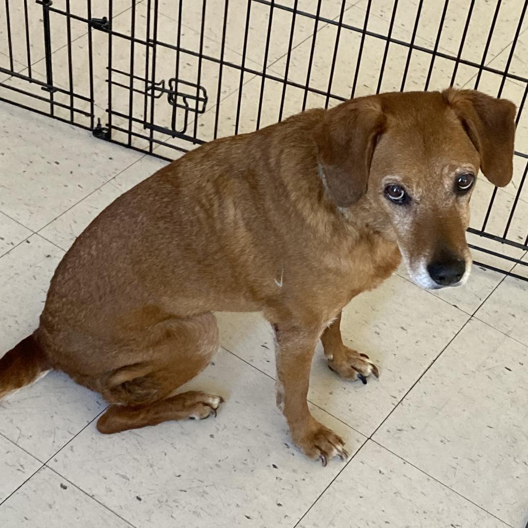 (CCSO) Sassy, Adoptable, Young Female Beagle.