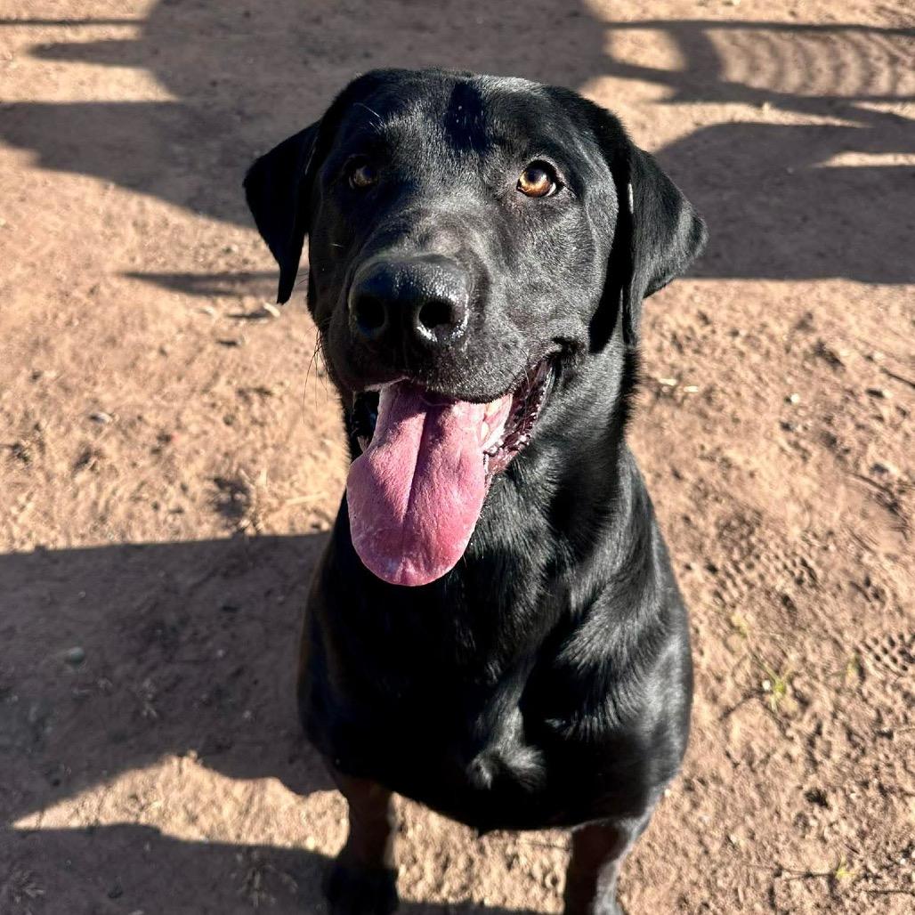 Maverick, a Adoptable Black Labrador Retriever in Sand Springs, OK image 1/6