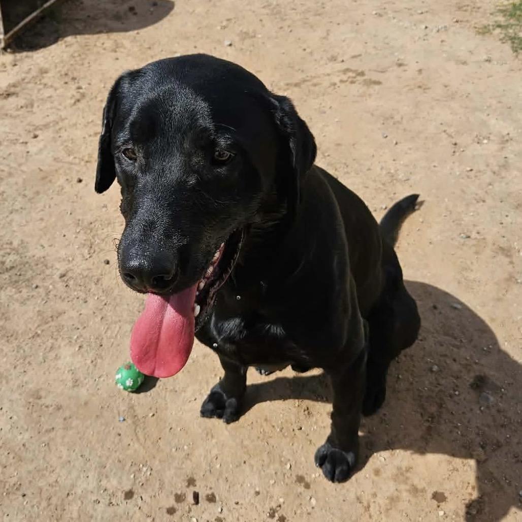 Maverick, a Adoptable Black Labrador Retriever in Sand Springs, OK image 2/6