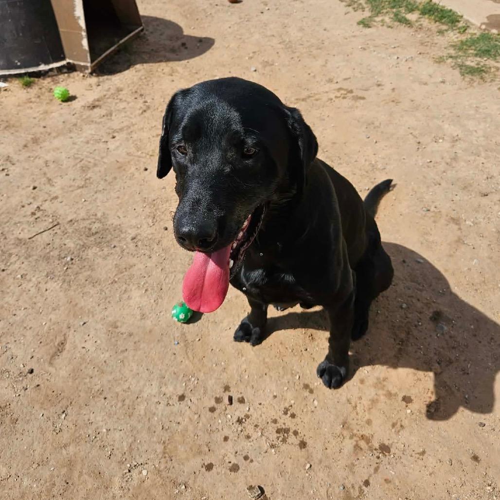 Maverick, a Adoptable Black Labrador Retriever in Sand Springs, OK image 3/6