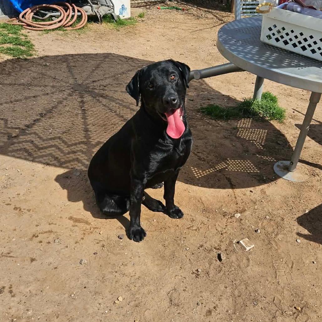 Maverick, a Adoptable Black Labrador Retriever in Sand Springs, OK image 4/6