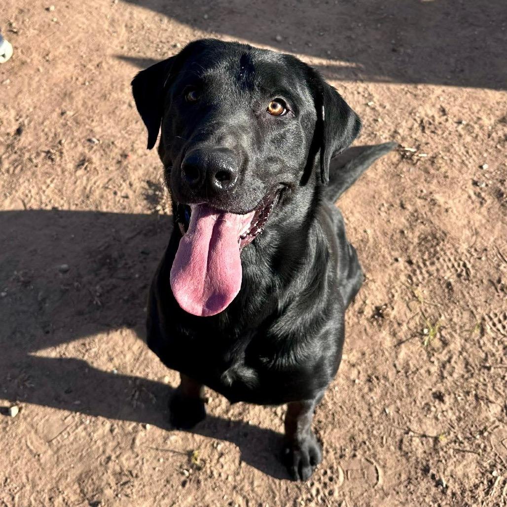 Maverick, a Adoptable Black Labrador Retriever in Sand Springs, OK image 5/6