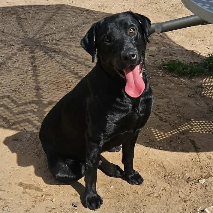 Maverick, a Adoptable Black Labrador Retriever in Sand Springs, OK image 6/6