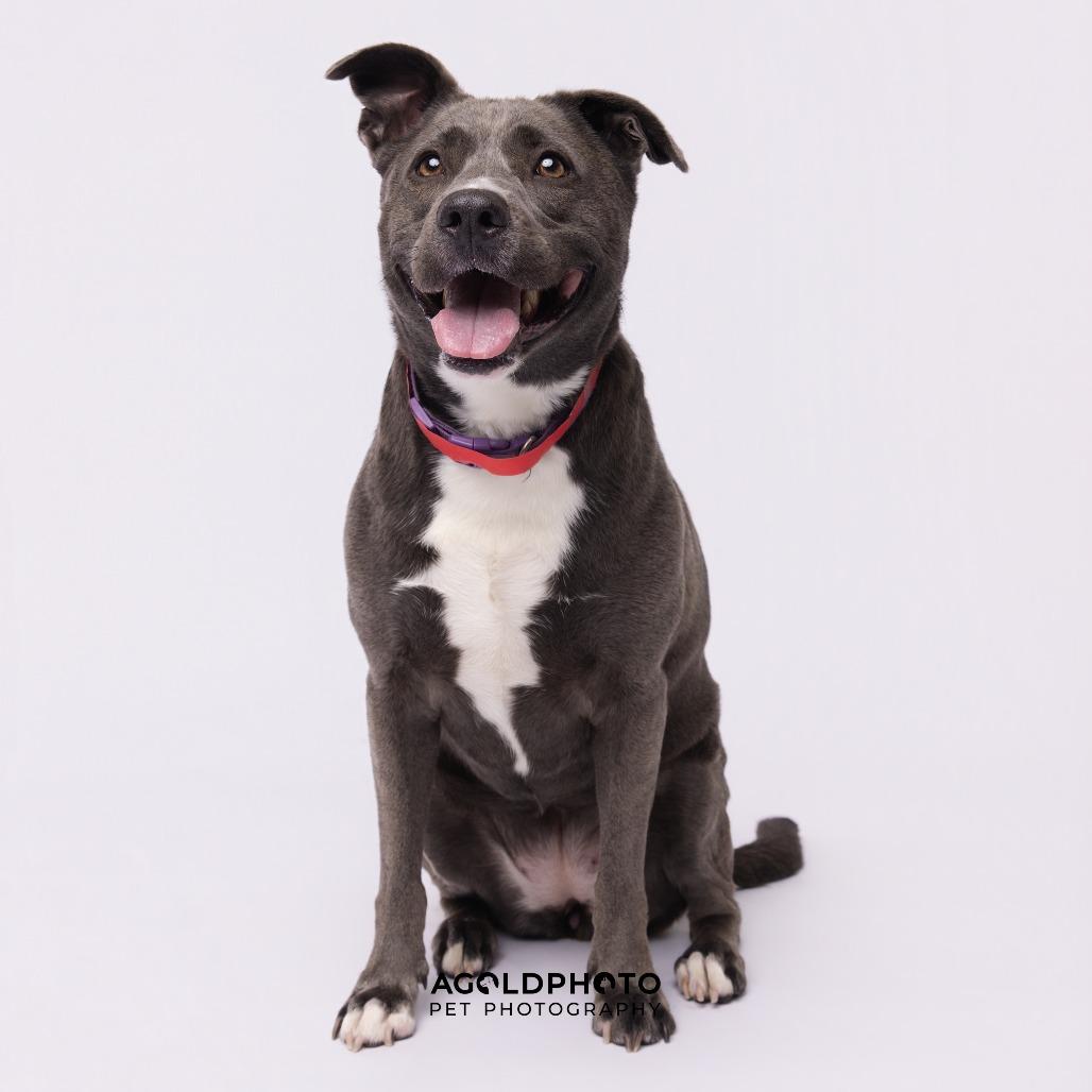 GiGi, a Adoptable mixed breed in Tampa, FL image 1/4