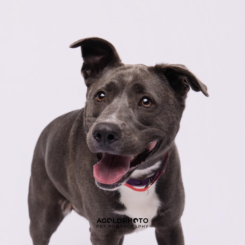 GiGi, a Adoptable mixed breed in Tampa, FL image 2/4
