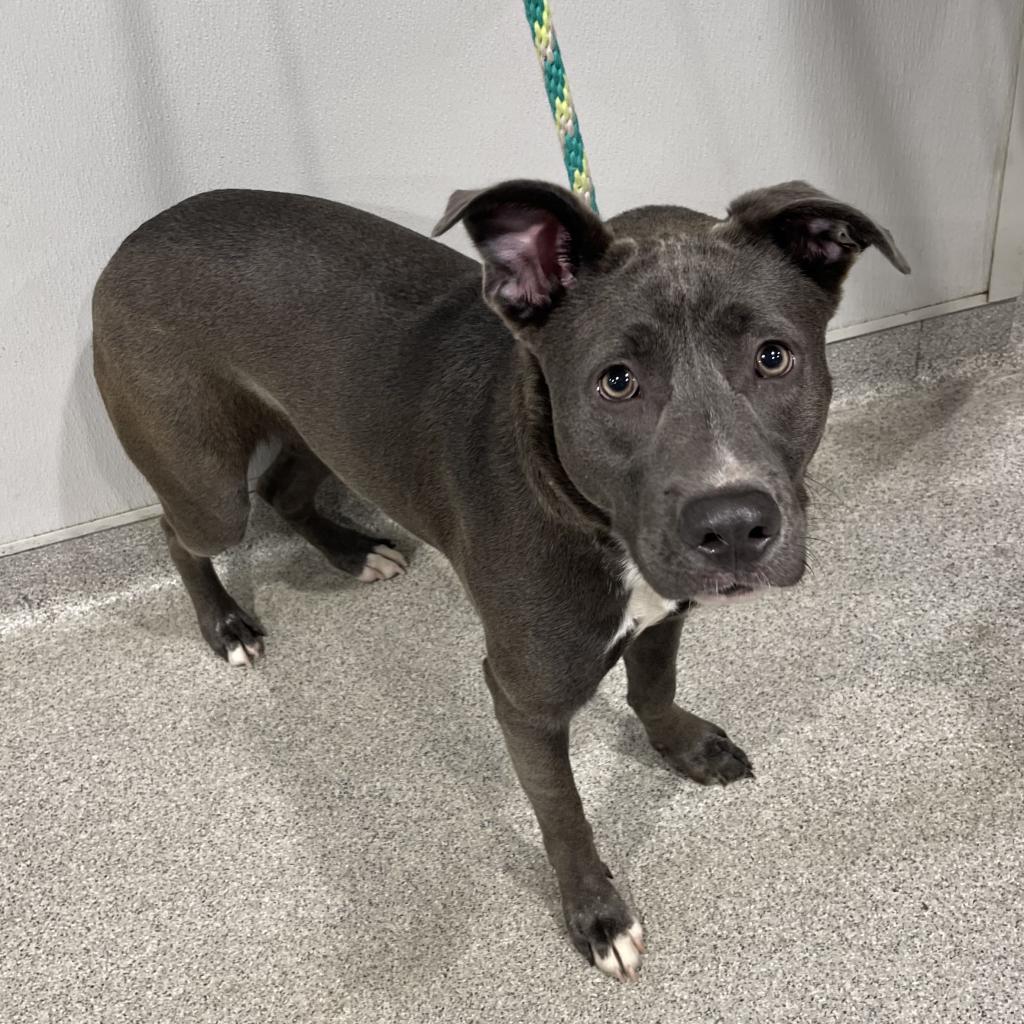 GiGi, a Adoptable mixed breed in Tampa, FL image 3/4