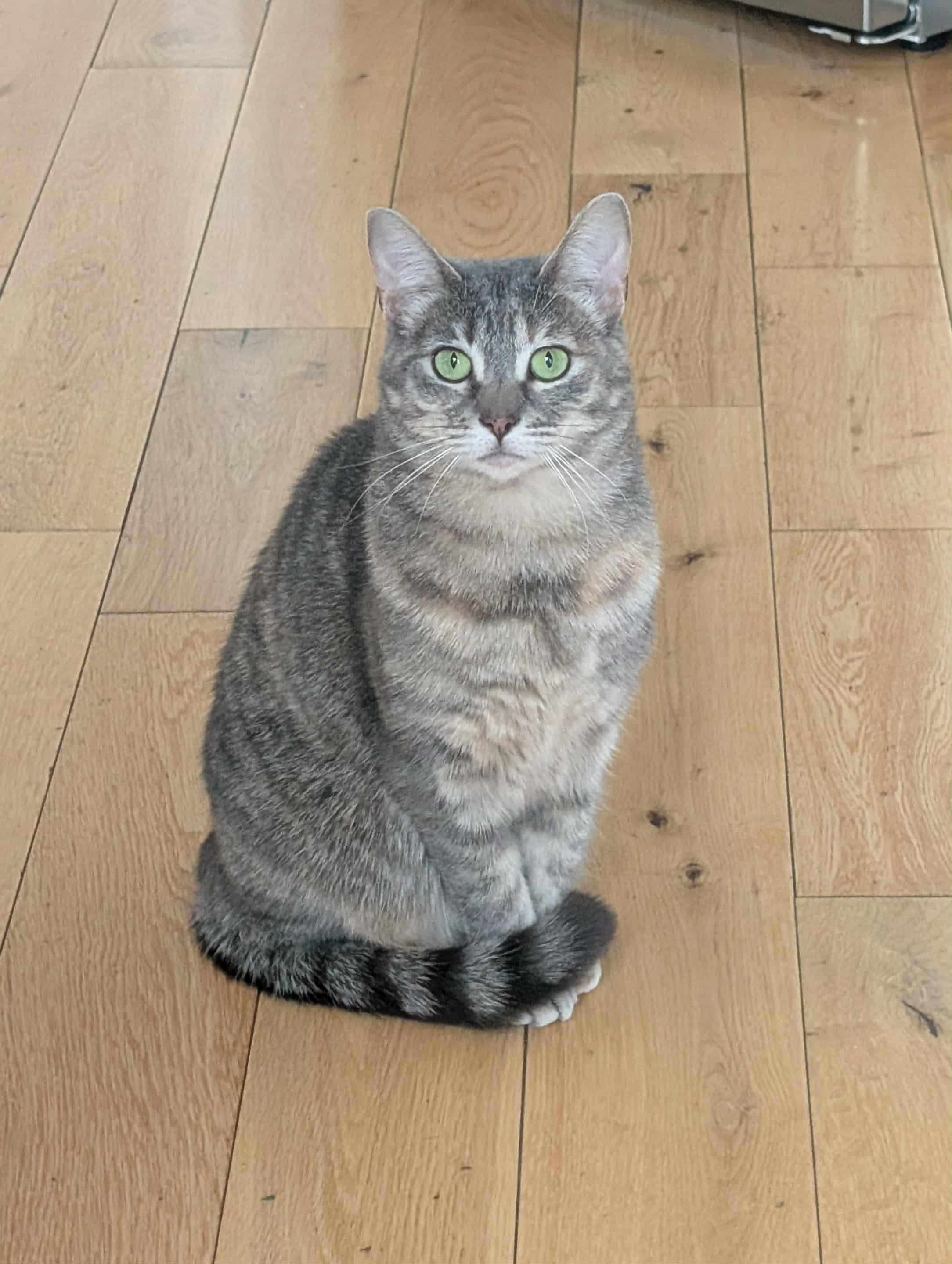 Enlarge Chips, a Adoptable Tabby in Verdun, QC image 1/3