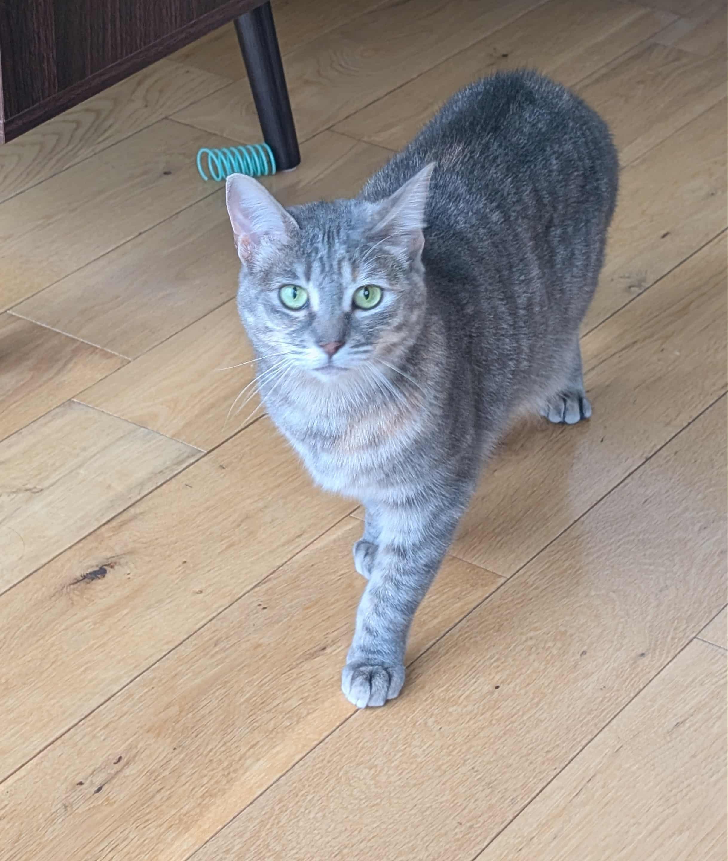 Chips, Adoptable, Adult Female Tabby.