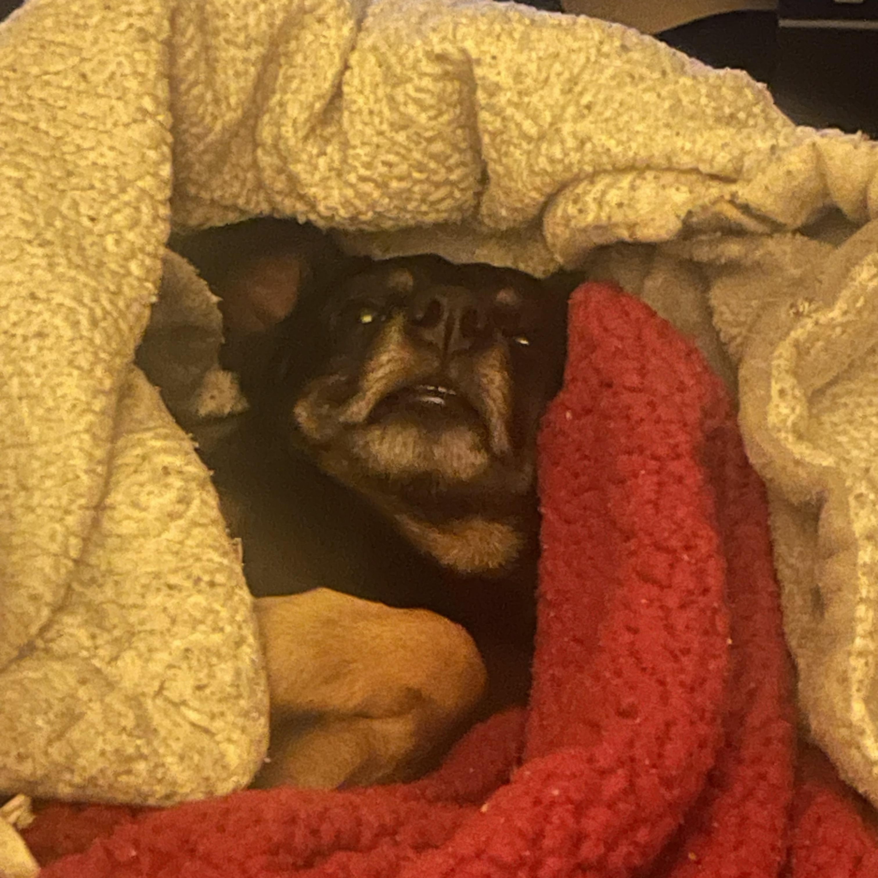 Enlarge Chop, a ADOPTABLE Chiweenie in Blytheville, AR image 1/3