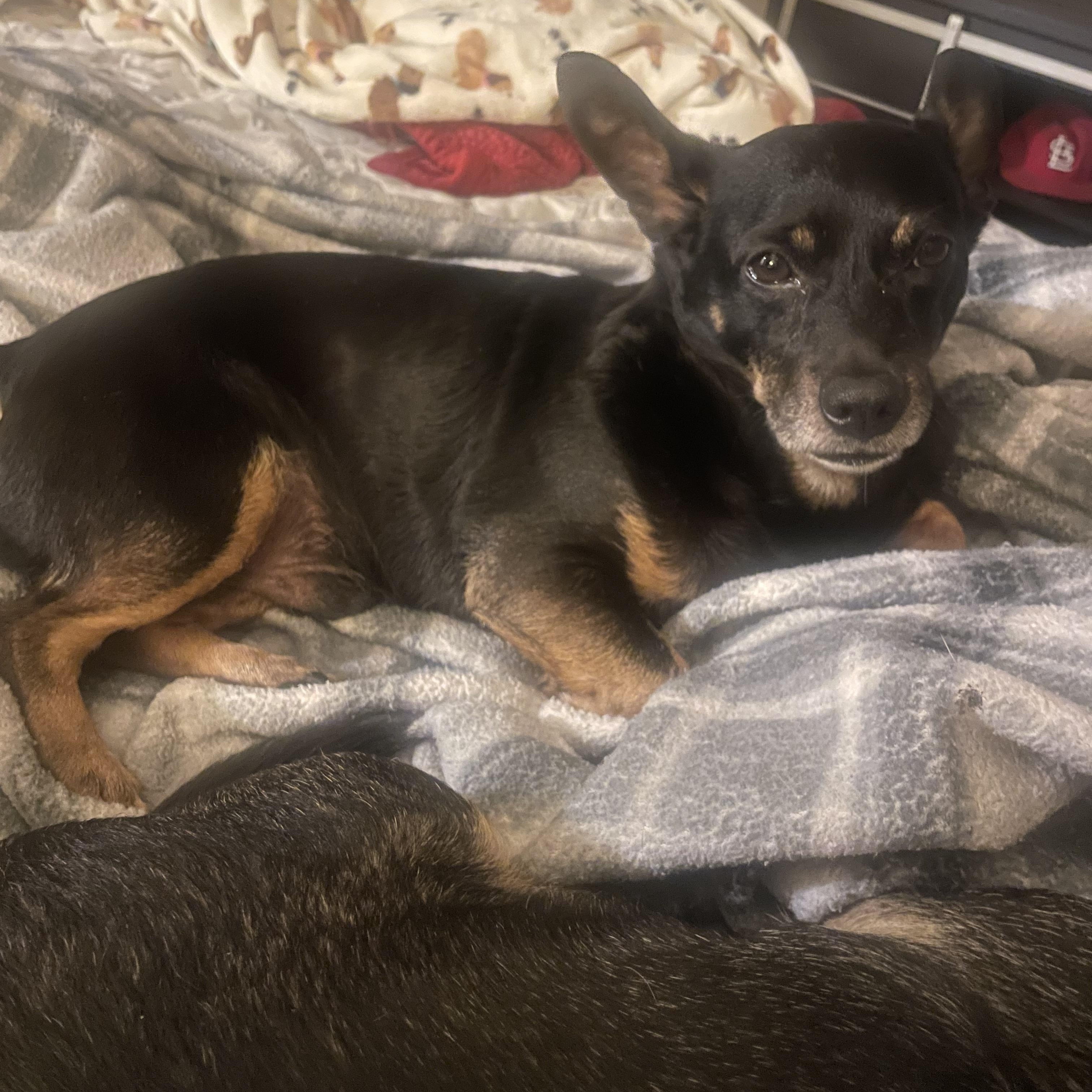 Enlarge Chop, a ADOPTABLE Chiweenie in Blytheville, AR image 3/3