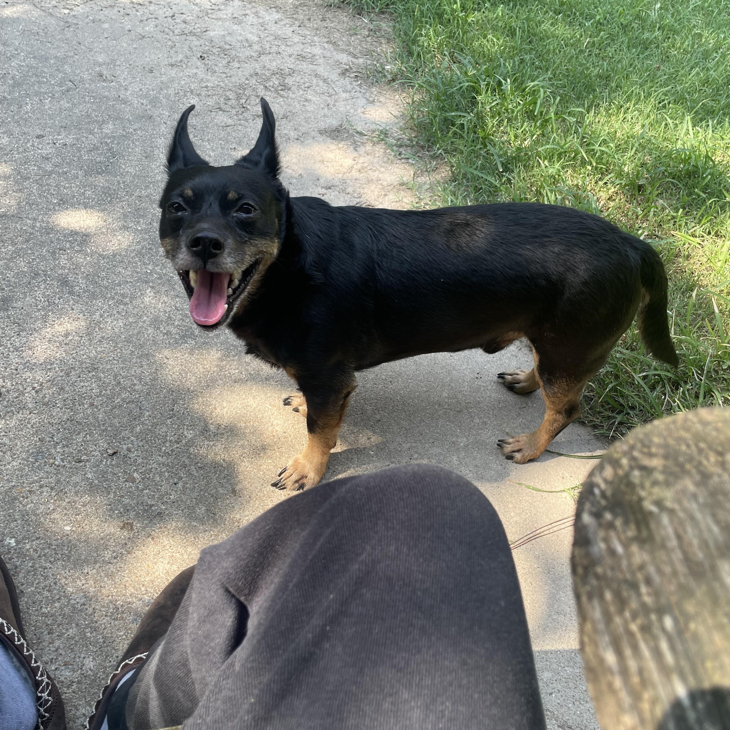 Enlarge Chop, a ADOPTABLE Chiweenie in Blytheville, AR image 2/3
